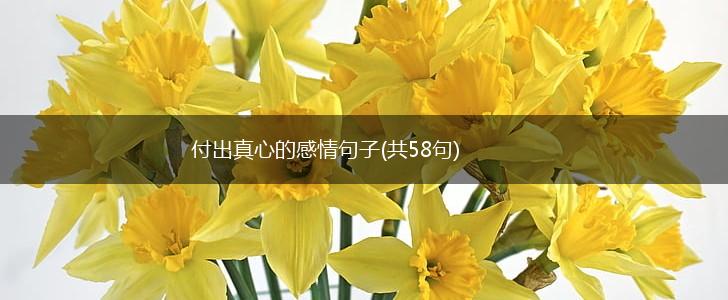 付出真心的感情句子(共58句),第1张