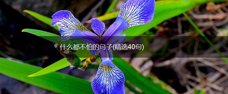 什么都不怕的句子(精选40句),第1张