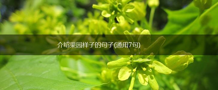 介绍果园样子的句子(通用7句),第1张