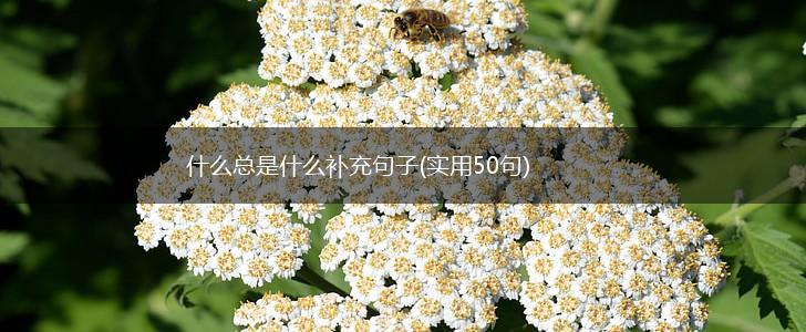 什么总是什么补充句子(实用50句),第1张