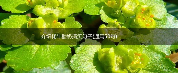 介绍牦牛酸奶搞笑句子(通用50句),第1张