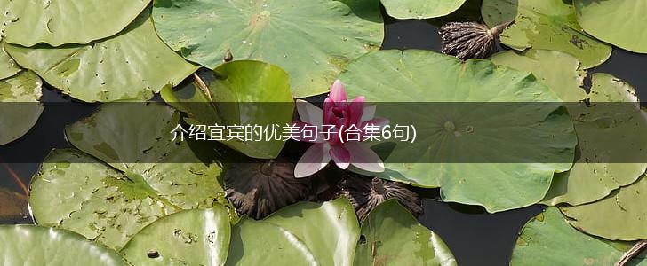 介绍宜宾的优美句子(合集6句),第1张