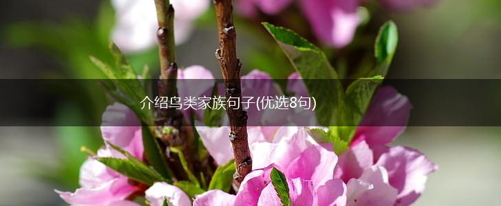 介绍鸟类家族句子(优选8句),第1张