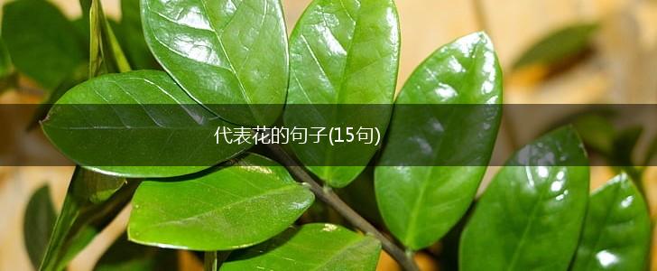 代表花的句子(15句),第1张