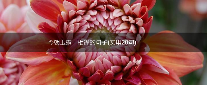今朝玉露一相逢的句子(实用20句),第1张