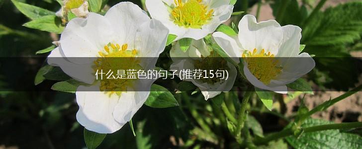什么是蓝色的句子(推荐15句),第1张