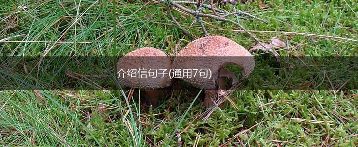 介绍信句子(通用7句),第1张