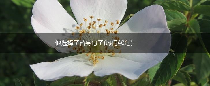 他选择了替身句子(热门40句),第1张