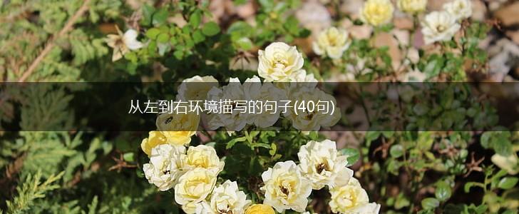 从左到右环境描写的句子(40句),第1张