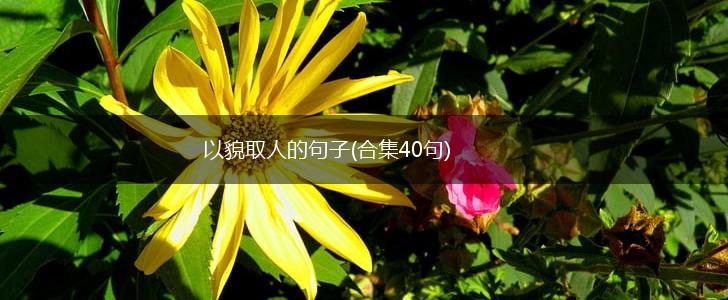 以貌取人的句子(合集40句),第1张