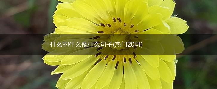 什么的什么像什么句子(热门20句),第1张