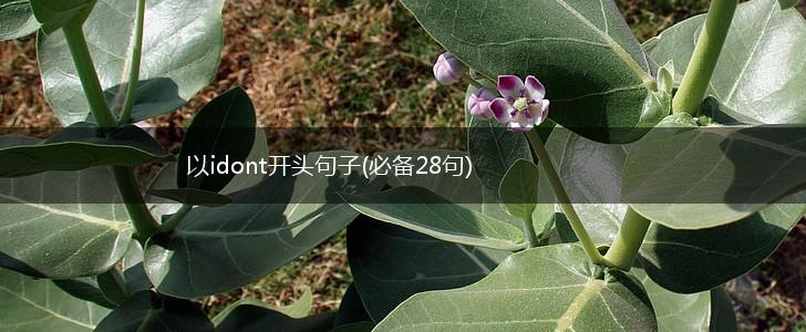 以idont开头句子(必备28句),第1张