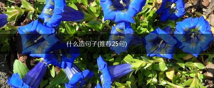 什么造句子(推荐25句),第1张
