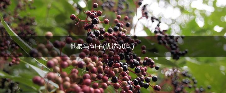 他最写句子(优选50句),第1张