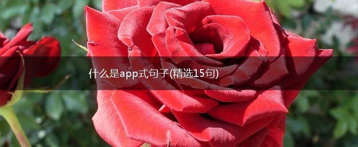 什么是app式句子(精选15句),第1张