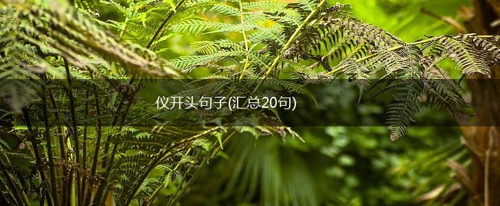仪开头句子(汇总20句),第1张