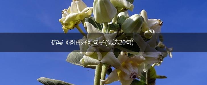仿写《树真好》句子(优选20句),第1张