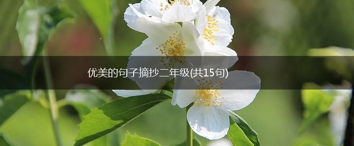 优美的句子摘抄二年级(共15句),第1张