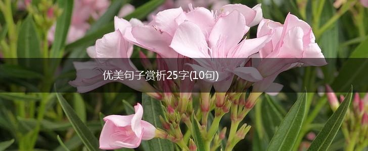 优美句子赏析25字(10句),第1张