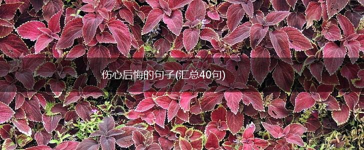 伤心后悔的句子(汇总40句),第1张