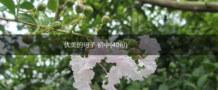 优美的句子 初中(40句),第1张