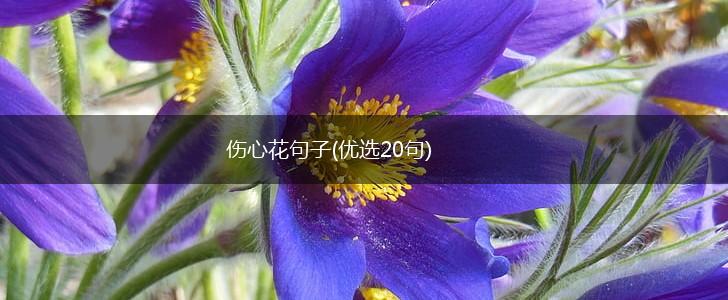 伤心花句子(优选20句),第1张