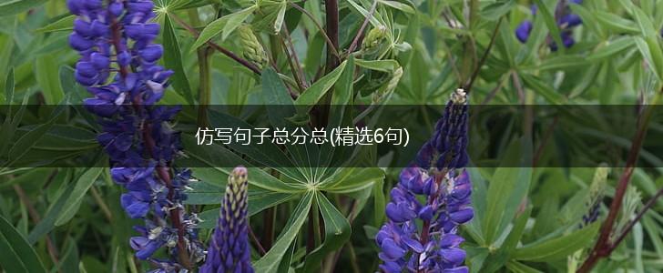 仿写句子总分总(精选6句),第1张