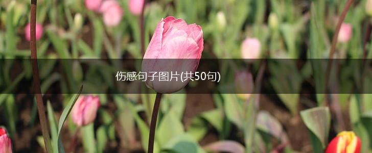 伤感句子图片(共50句),第1张