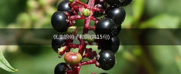 优美的句子和词(共15句),第1张