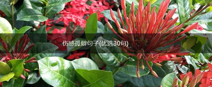 伤感孤僻句子(优选30句),第1张