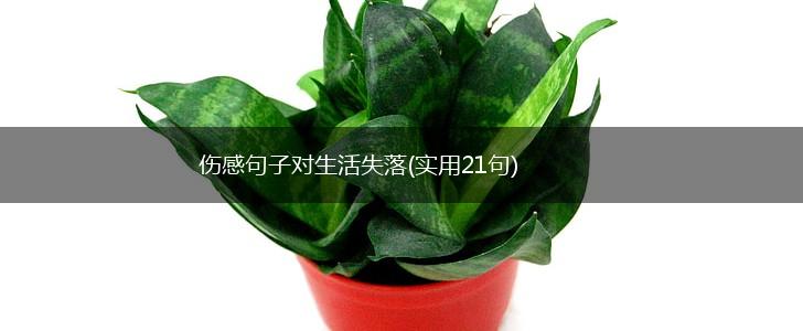 伤感句子对生活失落(实用21句),第1张