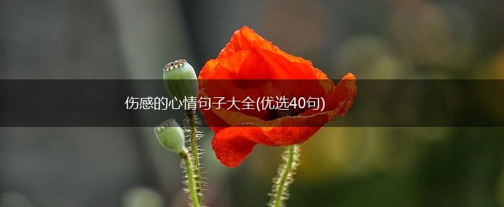 伤感的心情句子大全(优选40句),第1张