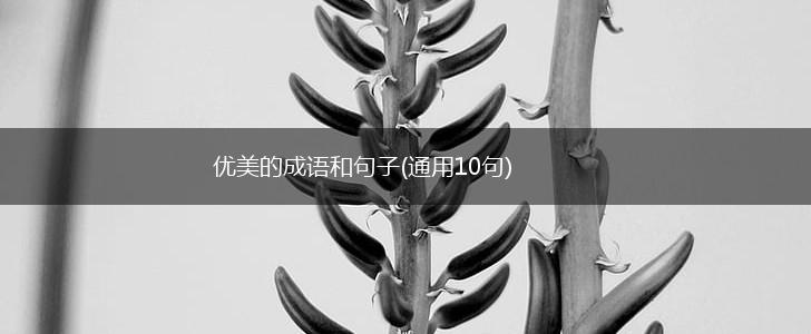优美的成语和句子(通用10句),第1张