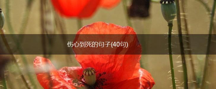 伤心到死的句子(40句),第1张
