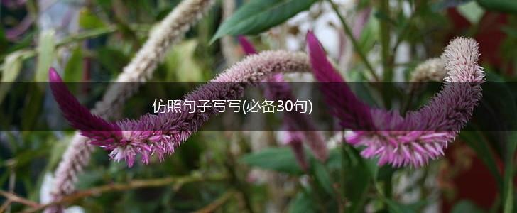 仿照句子写写(必备30句),第1张