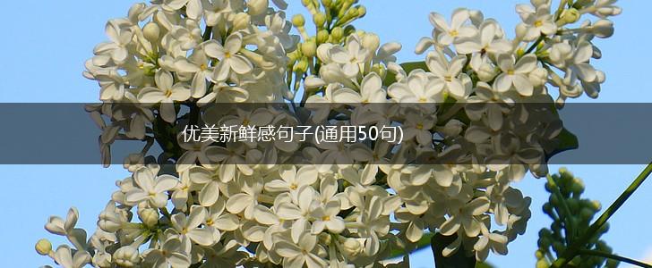 优美新鲜感句子(通用50句),第1张