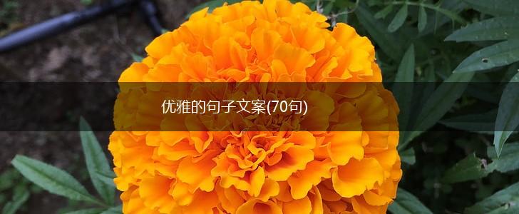 优雅的句子文案(70句),第1张