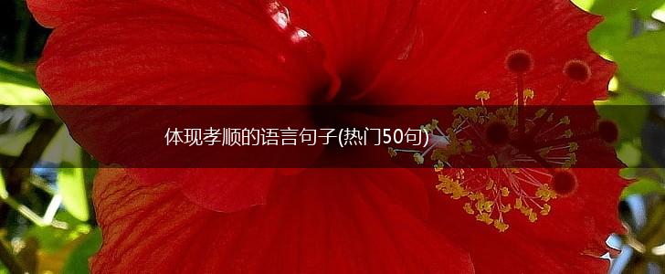 体现孝顺的语言句子(热门50句),第1张