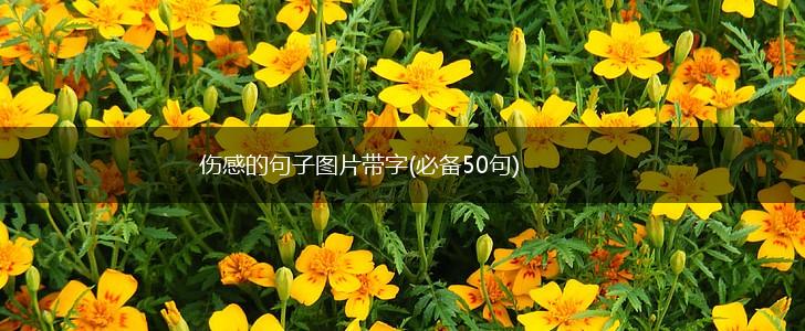 伤感的句子图片带字(必备50句),第1张