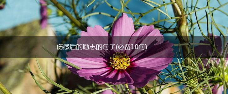 伤感后的励志的句子(必备10句),第1张