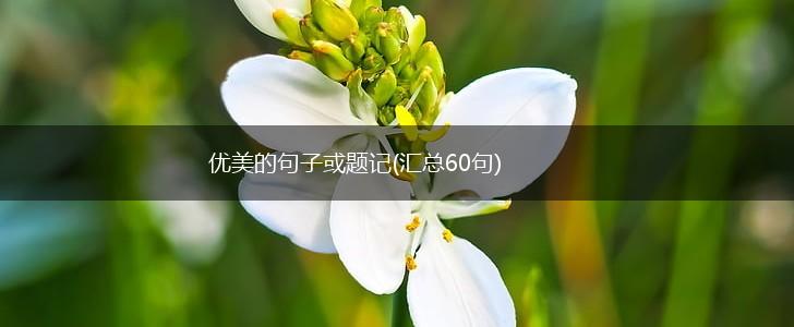 优美的句子或题记(汇总60句),第1张