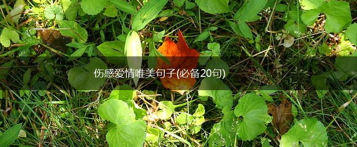 伤感爱情唯美句子(必备20句),第1张