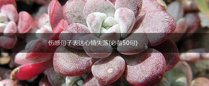 伤感句子表达心情失落(必备50句),第1张