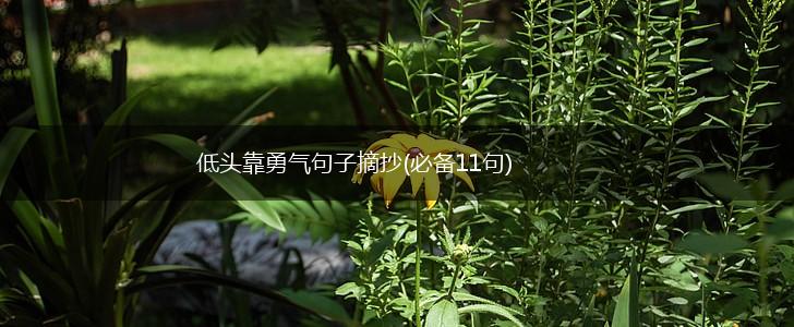 低头靠勇气句子摘抄(必备11句),第1张