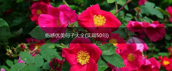 伤感优美句子大全(实用50句),第1张