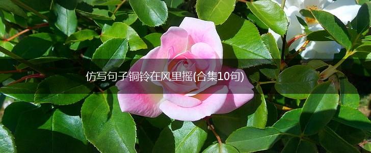 仿写句子铜铃在风里摇(合集10句),第1张