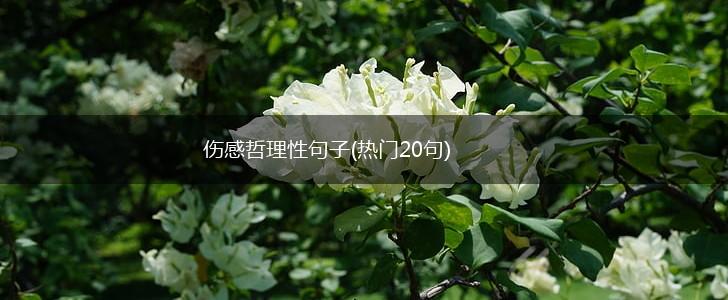 伤感哲理性句子(热门20句),第1张