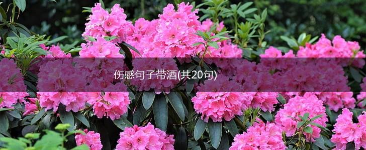 伤感句子带酒(共20句),第1张