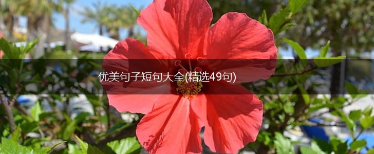 优美句子短句大全(精选49句),第1张
