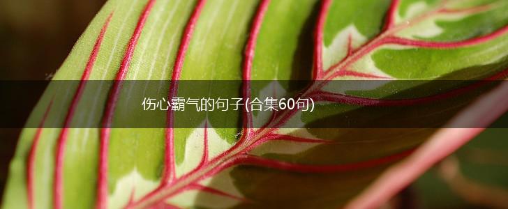 伤心霸气的句子(合集60句),第1张